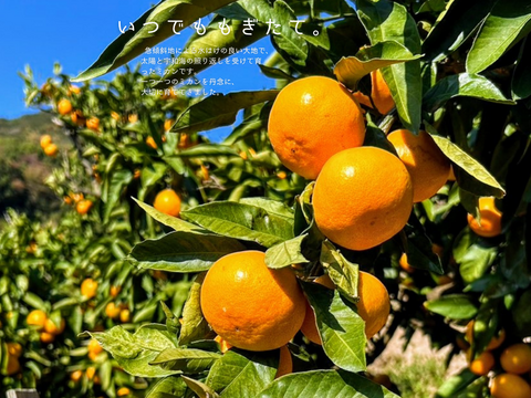 酸味と甘味のバランスの良い旬のちえみかん🍊（田口早生）３㌔