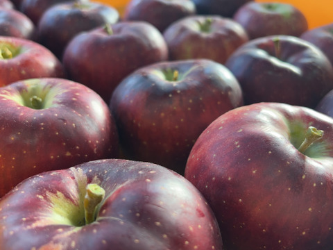 パリッと甘い！山形県産秋映【お試し大玉1.5キロ】