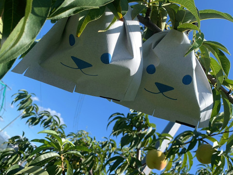 数量限定！旬の桃おまかせ🍑桃食べ比べセット2kg ※9～10月発送