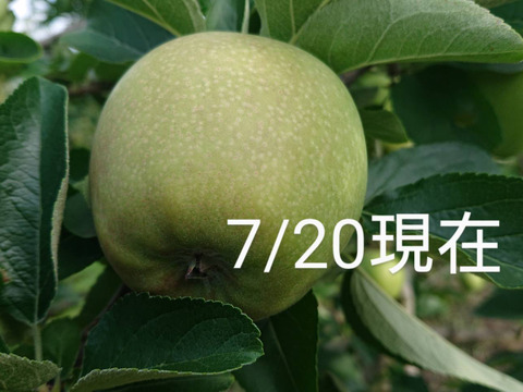 収穫スタート！「ご自宅用シナノゴールド約3kg入り」スタッフお薦め・　ゴールデンデリシャスと千秋の交配種/2品種の良い所どり・瑞々しく　｢パリッとシャリ感最高」です。（写真は9/30現在）