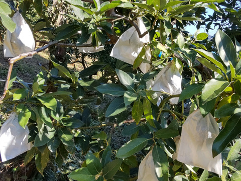 愛情たっぷり特選「愛媛アボカド」約１kg