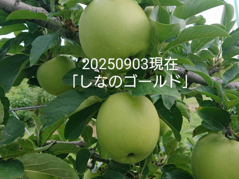 収穫中！「シナノゴールド約10kg入り」スタッフお薦め　ゴールデンデリシャスと千秋の交配種/2品種の良い所どり・瑞々しく　｢パリッとシャリ感最高」です。