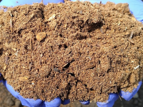 朝採り！パリパリ！秋きゅうり(約２kg)