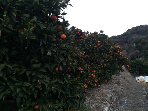 ２級品　少しねんねしてもらった　向山中生みかん　9ｋｇ