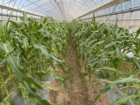 「俺に惚れてみないか？」あまーーーい！！！朝採れスイートコーン！（栽培期間中、農薬不使用）5本入