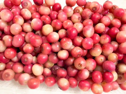 【18年間農薬不使用】ピンク色の冷凍ブルーベリー　500g