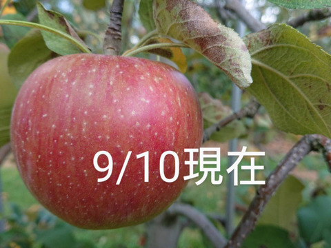 【収穫中です。】硬くてパリッとシャリッとの食感がお好きな方は「しなのほっぺ」約10kg　バランスのとれたりんご。長野県オリジナル品種/スタッフ推しりんごです。