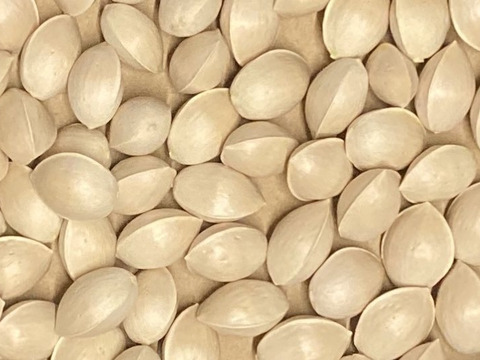 ‼️100g増量中‼️【ほぼLL以上！】殻付ぎんなん無選別パック(400g)