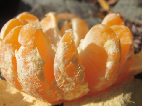 瀬戸内よりお届け！愛媛県産「ポンカン』7㎏詰合せ【約50～60個・サイズ混合・ご家庭用】芳醇な香りと甘み果肉が魅力です。