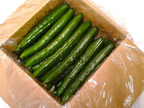 朝採り‼こだわり‼埼玉県産春きゅうり‼　(約2㎏)