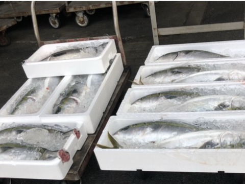 山口県産天然ぶり 冷凍加工済み
大特価です！