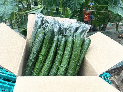 朝採り‼きゅうり (25本入 約2㎏)