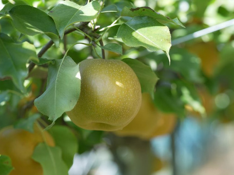 【福袋2026】新雪梨orあたご梨+白ネギカット＋白菜カットオマケ付冷蔵便