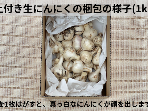 限定価格！】☆農薬＆動物性堆肥不使用！☆生にんにく(福地