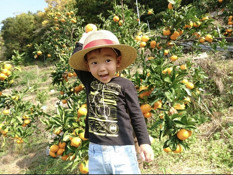 【10キロ物価高応援セール！】 完熟高糖度　節減対象農薬　特別栽培で育てたからだにやさしい　有田みかん