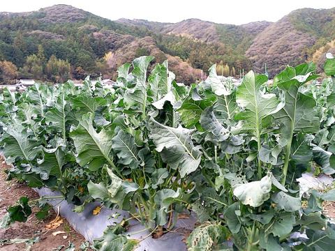 【畑から直送】茎ブロッコリー　1kg　出荷日当日の朝に収穫します スティックセニョール