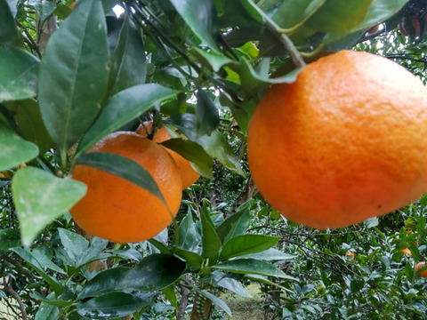 あまくてジューシー！　南国奄美の完熟たんかん　5ｋｇ（家庭用）