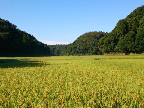 令和6年新米　谷津田で育ったお米たち
千葉県産こしひかり　1等　精米　5kg