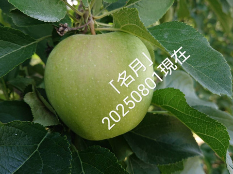 2025年予約販売開始！「名月約5kg入り」生産者が大好きなりんごです。甘みが強い品種、黄色のボディに頬紅を付けた見た目も愛らしいんですよ。
