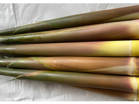 アク抜き不要！種子島の苦竹(にがたけ) 皮つき 2kg 【予約受付中】