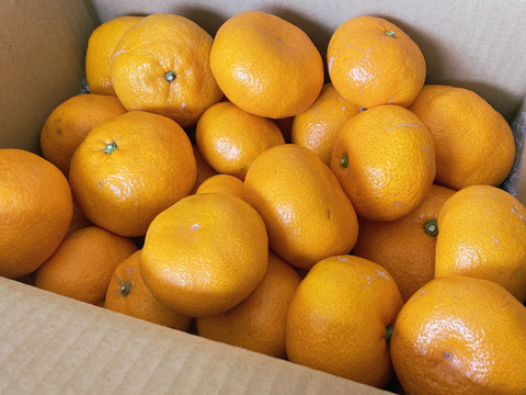 ジュース用訳あり品　甘くて濃厚青島みかん５ｋｇ（サイズ色々・糖度平均12度）