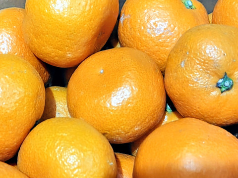 【熟成みかん】濃厚！蔵出しみかん　約3kg
