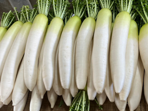 砂地栽培『和布和布大根』5～8本11kg