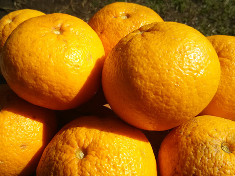 すっぱ～いσ(・ε・｀)🍋🍋自然栽培【数量限定❗❗】子供に食べさせたい農家の柑橘セット🍊🍊🍊😋🎵✨✨✨約３㎏　(常温便)