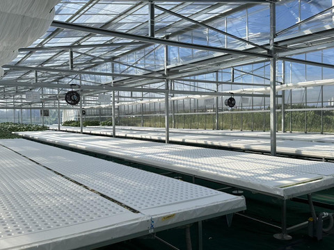 柔らかく苦みが少ない！「ソフトケール」　1kg