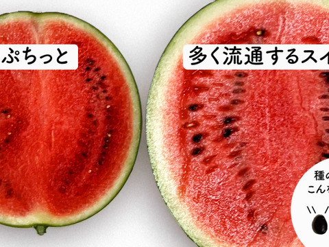 種ごと食べれる！アレンジもしやすいスイカ『ぷちっと』（1玉：約4人分）