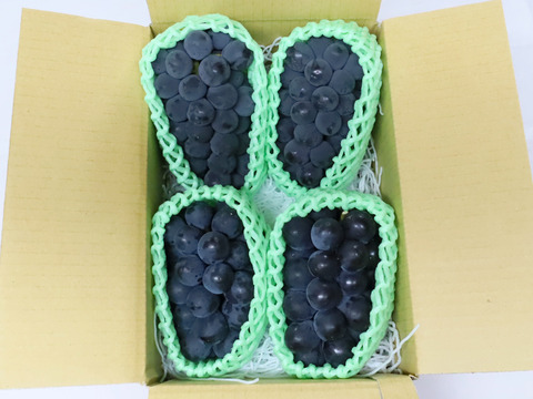 ぶどうの王様【本場山梨県産】　種無し巨峰2kg(4～5房)