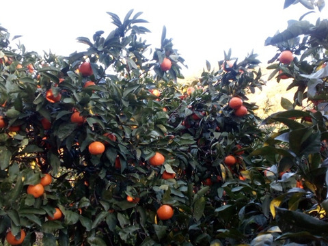 ２級品　少しねんねしてもらった　向山中生みかん　9ｋｇ