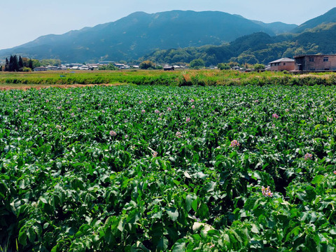 新ジャガ　キタアカリ　6kg