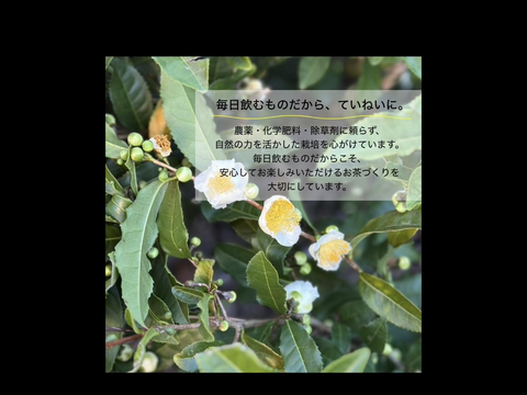 ＊2月のお茶セット＊国産ブレンドティー5種類飲み比べセット　和紅茶、ジンジャーほうじ茶、小豆玄米茶　各10個入り　かぶせ茶柚子、黒文字ほうじ茶　各5個入り　(計40個入り)