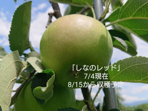 お蔭様で残り１ケースです。「しなのレッド」約5kg入り。8月収穫りんご・ 夏の暑さに疲れた身体に最適です。｛酸味の魅力｝長野県オリジナル品種です。私の夏のお薦め品種・紅玉りんごお好きな方にお薦め品種