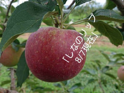 収穫始まりました！「しなのリップ約5kg」「夏りんごの主役」！長野県オリジナル品種。果汁が多く甘味と酸味のバランスが良い。夏収穫りんごを食べるなら押さえておきたい品種です。お届け後冷蔵庫にて