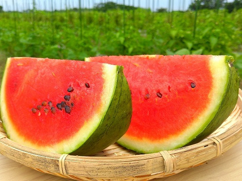 【復刻！】旭大和西瓜 Mサイズ