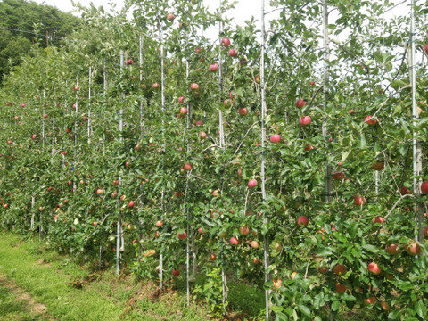 【訳ありにつきお買い得】シナノリップバラ詰め　ご家庭用約１０キロ(5㎏×2ケース）　真夏のジューシーリンゴ！