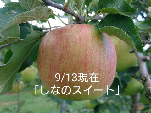 収穫始まりました！「しなのスイート約5kg」当農園リピーターのお客様が一番多い品種です。果汁が多く甘味が強く酸味が優しい品種です。（写真は9/30現在です）