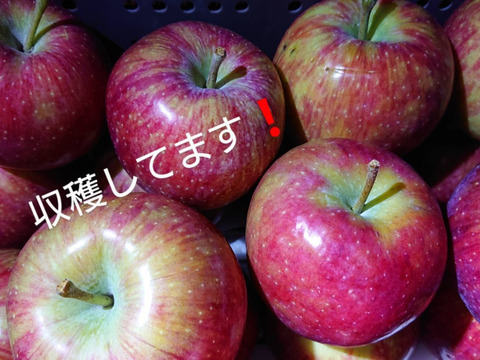 「しなのリップ約10kg」「夏りんごの主役」！長野県オリジナル品種。果汁が多く甘味と酸味のバランスが良い。夏収穫りんごを食べるなら押さえておきたい品種です。お届け後冷蔵庫にて