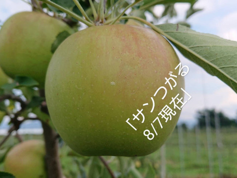 収穫始まりました！「サンつがる」約5kg　サンつがるは果汁が多く甘味を引き立てる酸味が魅力。昨年（2023年）は霜被害にあってしまいましたが今年はたくましく育ってくれています。（＾＾）