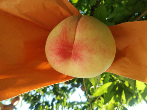 2025年先行予約　【贈答用】　【夏ギフト】【朝どれ】【樹熟🍑】くだもの王国おかやま よりお届け！
清水白桃/おかやま夢白桃/　なつごころ/なつおとめ/末木白桃/白麗