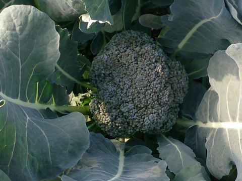 「春季限定」簡単調理でお手軽！ベビーブロッコリー(150g×10p)