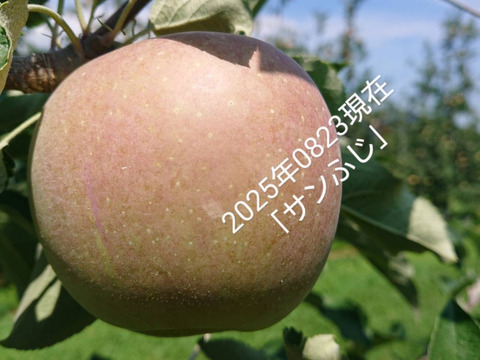 収穫してます！「あずみ野産サンふじ」約3kg入り　ご家庭用に！甘味と酸味のバランスの良い品種です。安曇野の思いを届けたくて、、、、、。