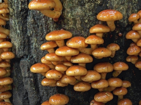 森薫る 原木なめこ【世界農業遺産認定クヌギ林とため池がつなぐ国東半島】クヌギを使用して森で育てました。