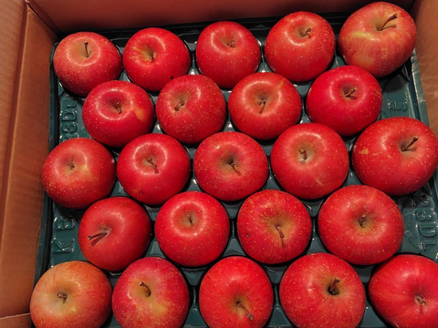 【数量限定・小玉】青森県産りんご「サンふじ」家庭用 キズ有 約10kg(5kg×2箱)【美味・光センサー選果済】