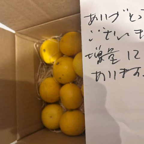 2026ねん【希少】湘南ゴールド（露地栽培)2kg Mサイズ(直径5.1～5.4cm