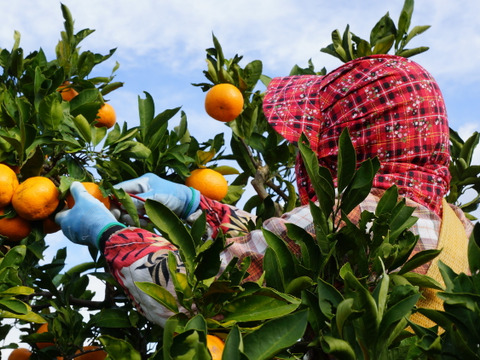 どの坂果樹園　果汁100％　みかんジュース　720ml×2本