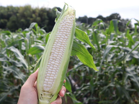 糖度20度超え!白いとうもろこし雪やこんコーン【6本】