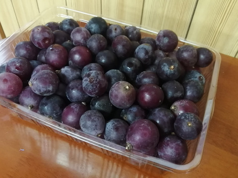 🍃🍇ジャム•ジュース加工用巨峰粒✤訳アリ巨峰粒パック🍇🍃【2025ご家庭用🉐大パック約1,500㌘】雹傷＆猛暑被害訳アリ/内容変更/再々追加販売中